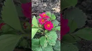 Пинк-клубника. Наконец-то я добралась до уборки этой части ягодника #сад #дача