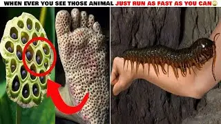 Amazon Rainforest | Dangerous Animals of Amazon Rainforests | 8 Most Dangerous Animals of Amazon