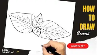 How to draw Basil - Easy Basil Drawing