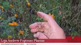 Andrew Fogtman Plantas: Divulgação Venda Sementes de Cosmus Para Pasto Melitófilo