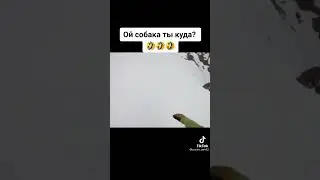 собака сасиска