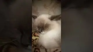 и улетел на**й на лунуууууу бим бам бом #omg #подпишись
