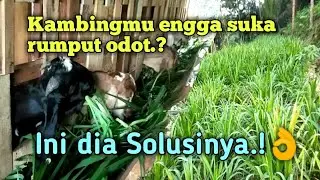 Tips kambing agar doyan rumput odot || Cara bikin kambing brokoh makan || Cara kasih odot yang benar