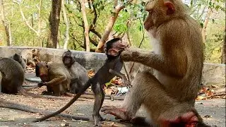 OMG ....Monkey CAMLEE Kick And Pulling Up Baby AMINA , Million Pity Baby Very Afraid So Much