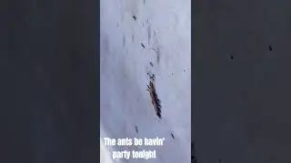 Ant party
