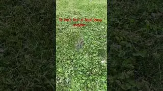 What did I find in my backyard today??