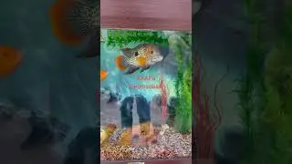 Неожиданно! Аквариум с бирюзовыми акарами и малавийцем в детской парикмахерской. 
