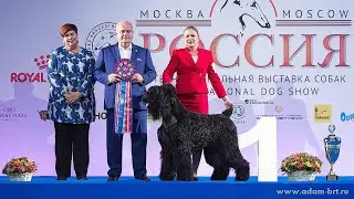 Best of the Best! RKF Top Dog Rating * Лучшие из лучших! Топ рейтинг РКФ собак