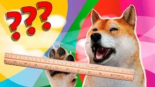 HOW LONG IS MY SNAKE? | SLITHER.IO DOGE MEME