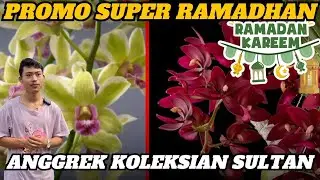 PROMO RAMADHAN!!!! Anggrek Koleksian SULTAN🥰🥰😍😇