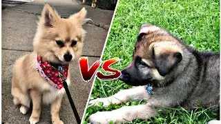 WWE Animals | German Shepherd VS Pomeranian  |  Pomeranian Thug Life