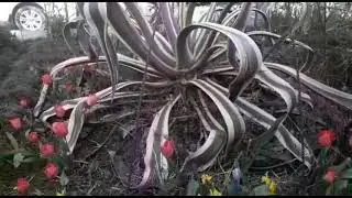 Кактус паук 🕷 Агава Американская🌵🌵🌵.Тюльпаны в саду🌷🌷🌷.Весна пришла!!!Cactus agave american.