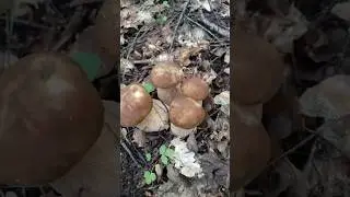 очень много грибов #грибы