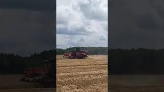 Уборка ржи в глубинке Кировской области #рожь #уборка #комбайнеры