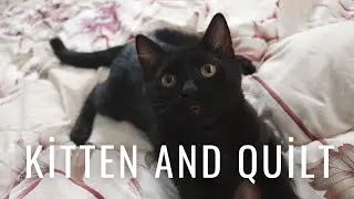 Kitten Likes to be on Quilt! | Sirius the Black cat