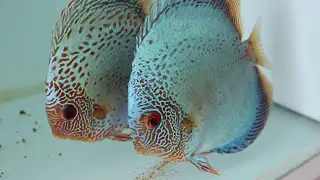 ALL MY AQUARIUMS UPDATE!! DIY Project reveals!!