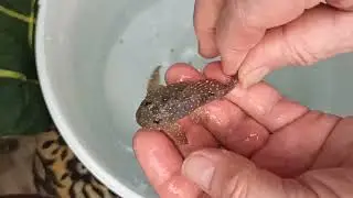 Наконец дождался.