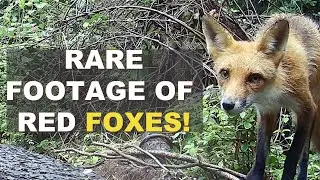 Trail Camera: Rare Footage of Red Foxes (4k)