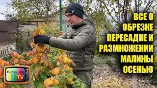 Не допускайте эти ошибки при обработке малины осенью.