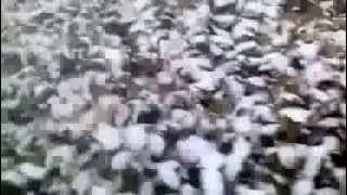 Snow from Earlier (1/28/2014)