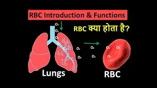 RBC Introduction in Hindi | RBC kya hota hai | Shape |Size | Function | kam hone se kya hota h