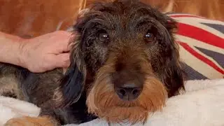 Dachshund Teddy takes it easy 😀