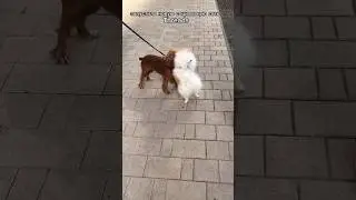 Врываемся в threads с Бонди 