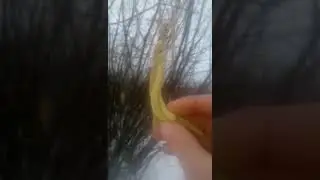 Первый пыльценос  орех Фундук