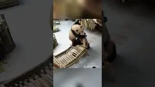 A Melee Between Pandas, I Can’t Tell Who’s Fighting Whom | iPanda 