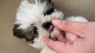 Beautiful Shih Tzu with cleft lip. 7 weeks old