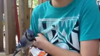 For the love of a Blue Jay!