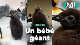 Ce bébé manchot en surpoids est la nouvelle mascotte de TikTok