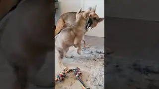 German Shepherd Puppy Brawl