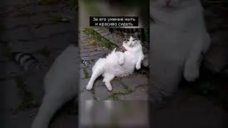 неиросеть