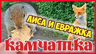 Камчатка. Лиса и евражка