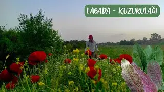 LABADA (Rumex obtusifolius L.) - KUZUKULAĞI OTU (Rumex acetosa L.) / Yenen Yabani Otlar