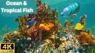 Ocean and Tropical Fish 4K | Stunning Underwater Footage | Coral Reef Fish |  Relaxing Music