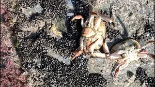 On The Hunt For Brown Crabs