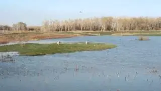 Алабаи на прогулке.