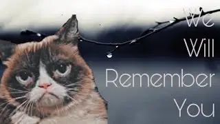 Grumpy Cat ||| 2012-2019