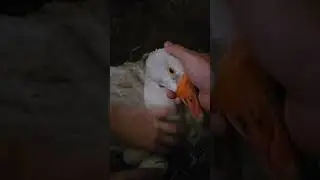 успокойся гусиня