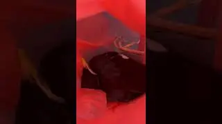 Birb in a bag #baby #cute #birds