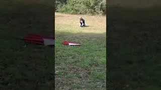 Blue Collar Blk/Tan GSD male - Volhard Clip 4