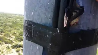 Bat stuck on cell tower