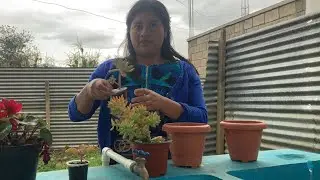 Trasplantando plantas  suculentas 💐