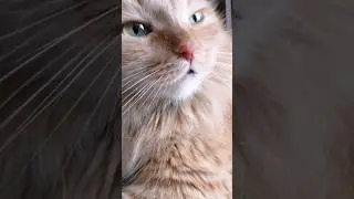 Мой план на сегодняшний рабочий день #котики #юмор #приколы #озвучка