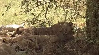 lion den