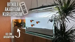 BİTKİLİ AKVARYUM ! YAPTIĞIM DEĞİŞİKLİKLER ve BAŞIMA GELENLER ! #akvaryum #bitkiliakvaryum #aquarium