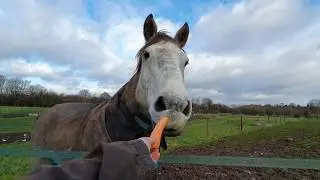 Lunging Rockey - Irish Draught