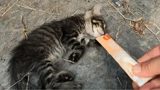 Making sleeping kittens' dreams come true